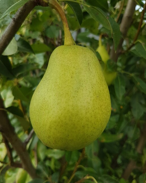 Pineapple Bare Root Pear For Sale