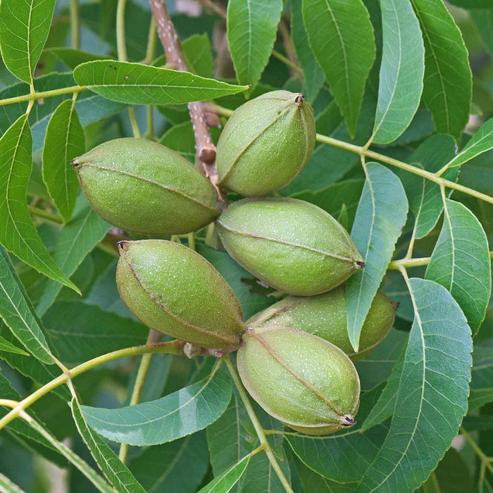 Pecan Bare Root Nut Tree For Sale