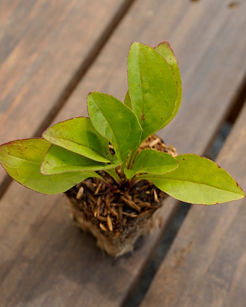 Penstemon digitalis foxglove beardtongue potted plant for sale