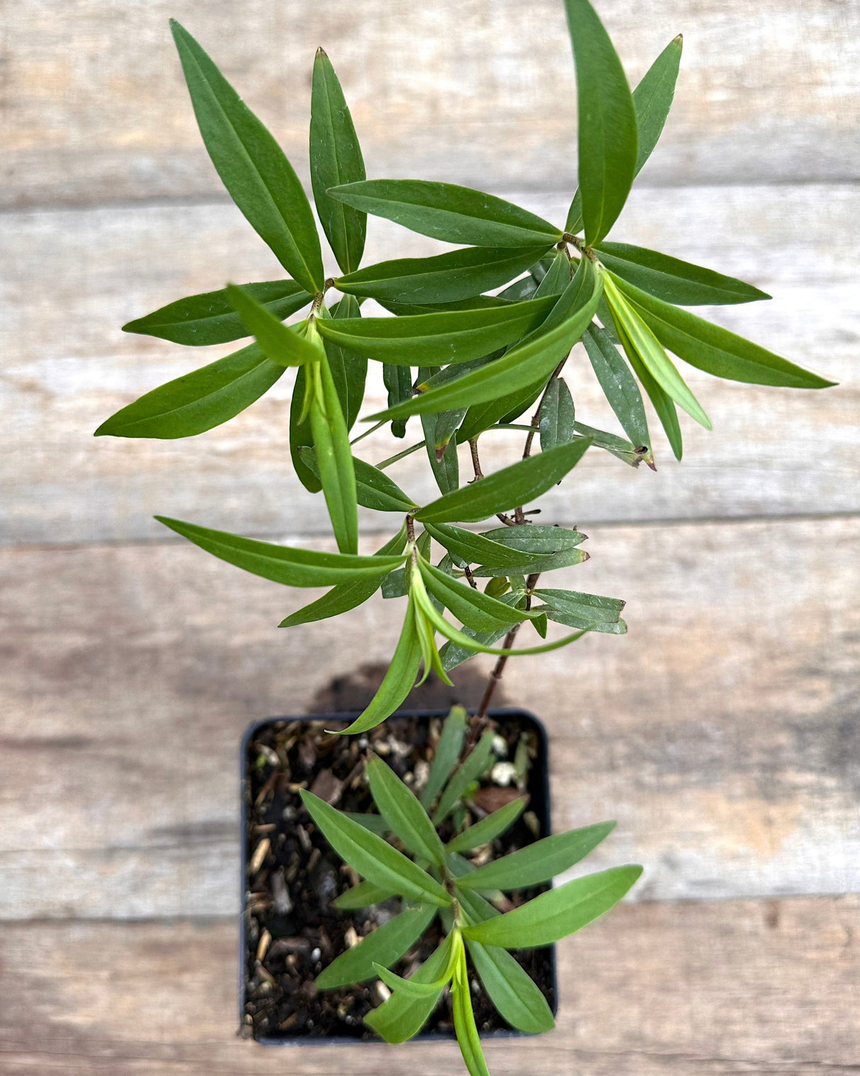 Phlox maculata meadow phlox potted plant