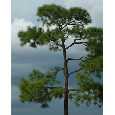 Loblolly Pine Bare Root Native Tree For Sale