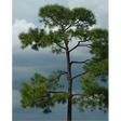 Loblolly Pine Native Tree For Sale