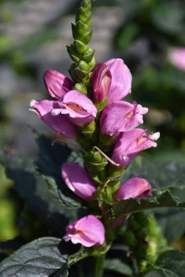Pink Turtlehead
