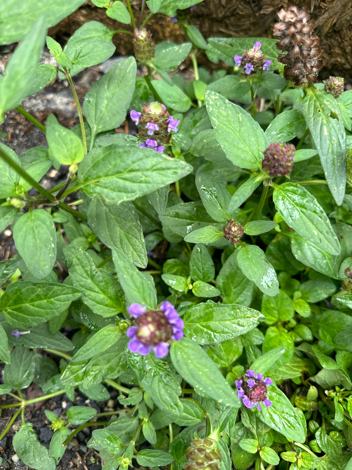 Prunella vulgaris self-heal flower plant for sale