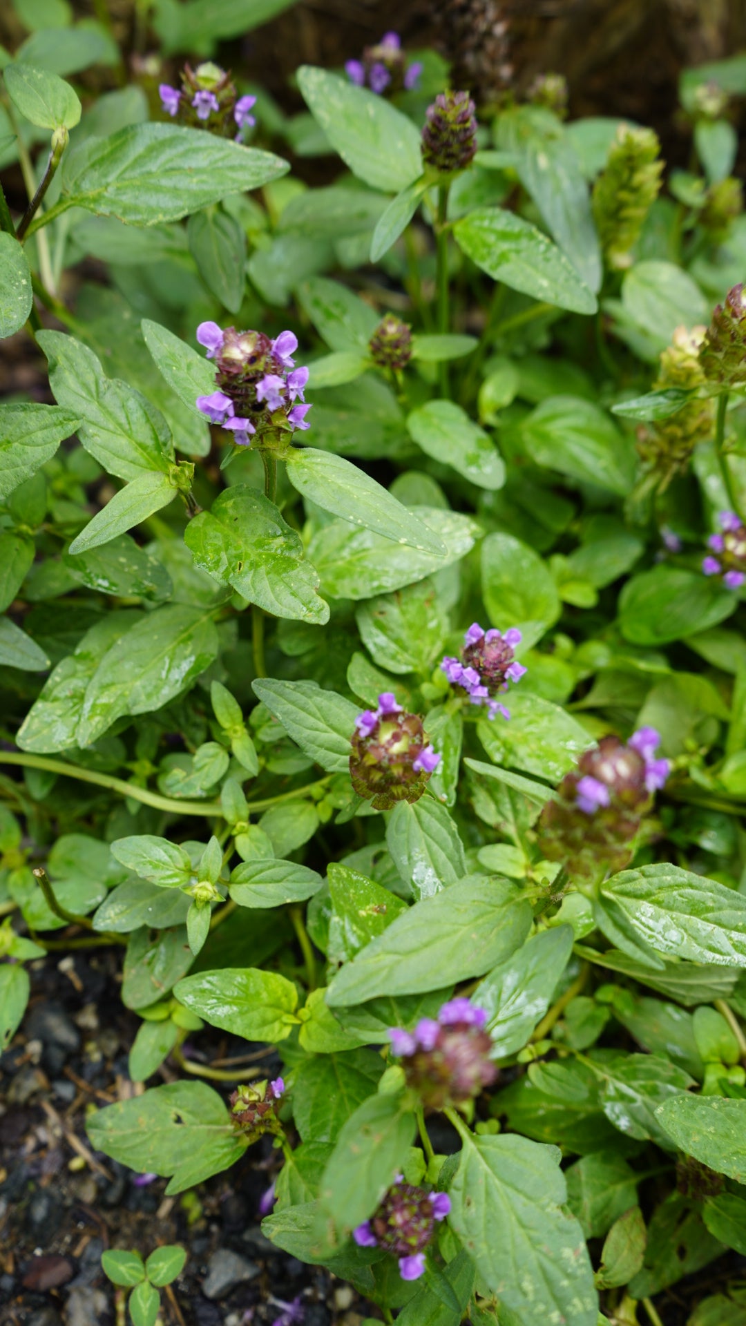 Prunella vulgaris self-heal flower plant for sale