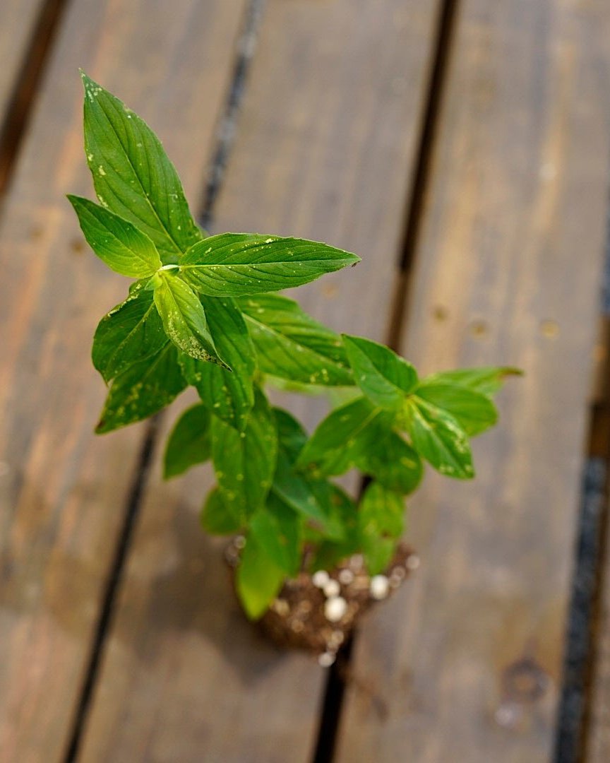 Pycnanthemum muticum clustered mountain mint potted plant for sale