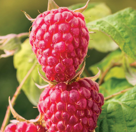 Latham Red Raspberry Bare Root Plant for Sale