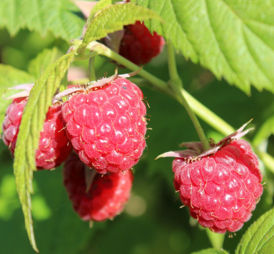 Prelude Red Raspberry Bare Root Plant for Sale