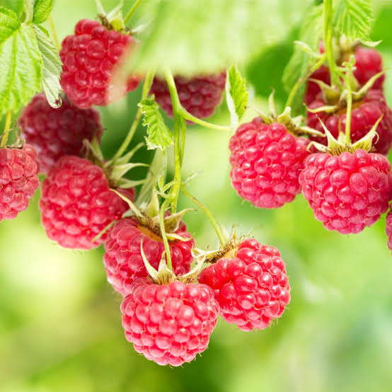 Raspberry Red Prelude Plant For Sale