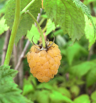 Anne Yellow Raspberry Bare Root Plant for Sale