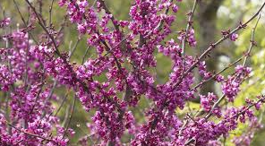 Oklahoma Sparkler Redbud Bare Root Native Tree for Sale