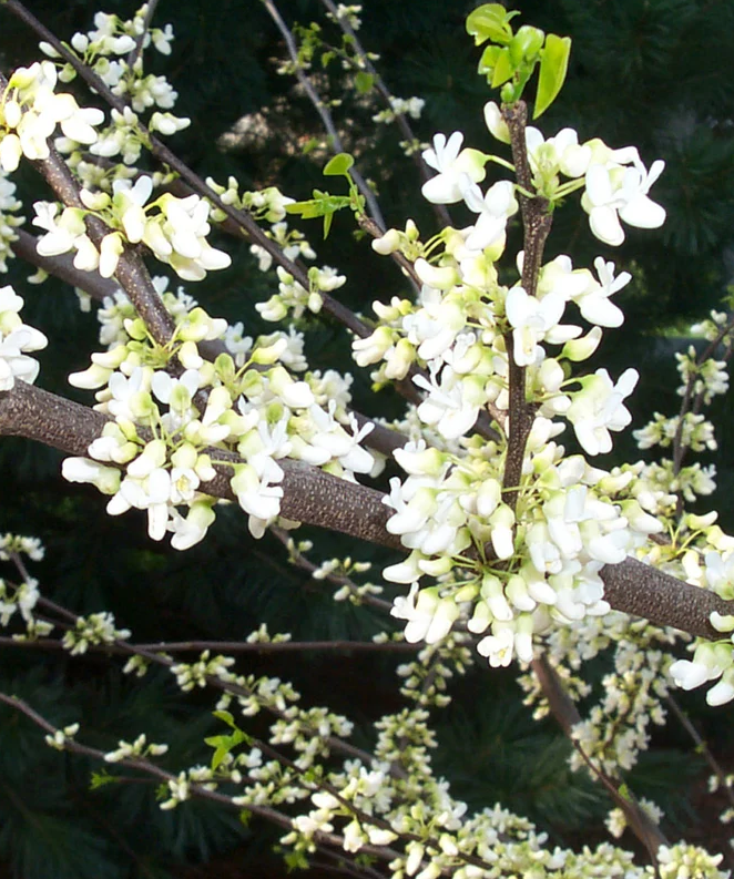 Royal White Redbud Bare Root Native Tree for Sale