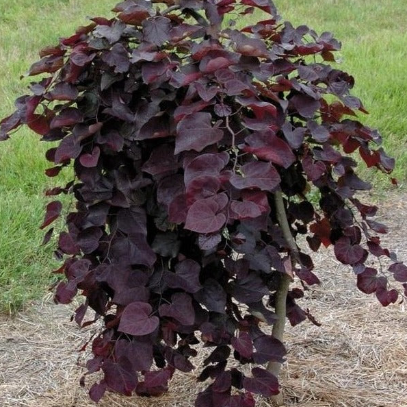 Ruby Falls Redbud Bare Root Native Tree for Sale