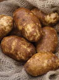 Rocky Mountain Russet Seed Potatoes For Sale