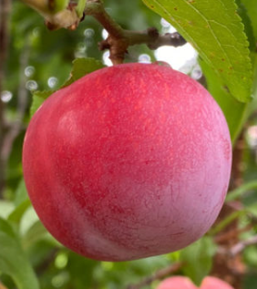 Budagovski 9 Apple Rootstock Bare Root Tree for Sale