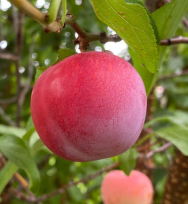 Geneva 41 Apple Rootstock Bare Root Tree for Sale