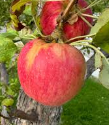 Geneva 935 Apple Rootstock Bare Root Tree for Sale