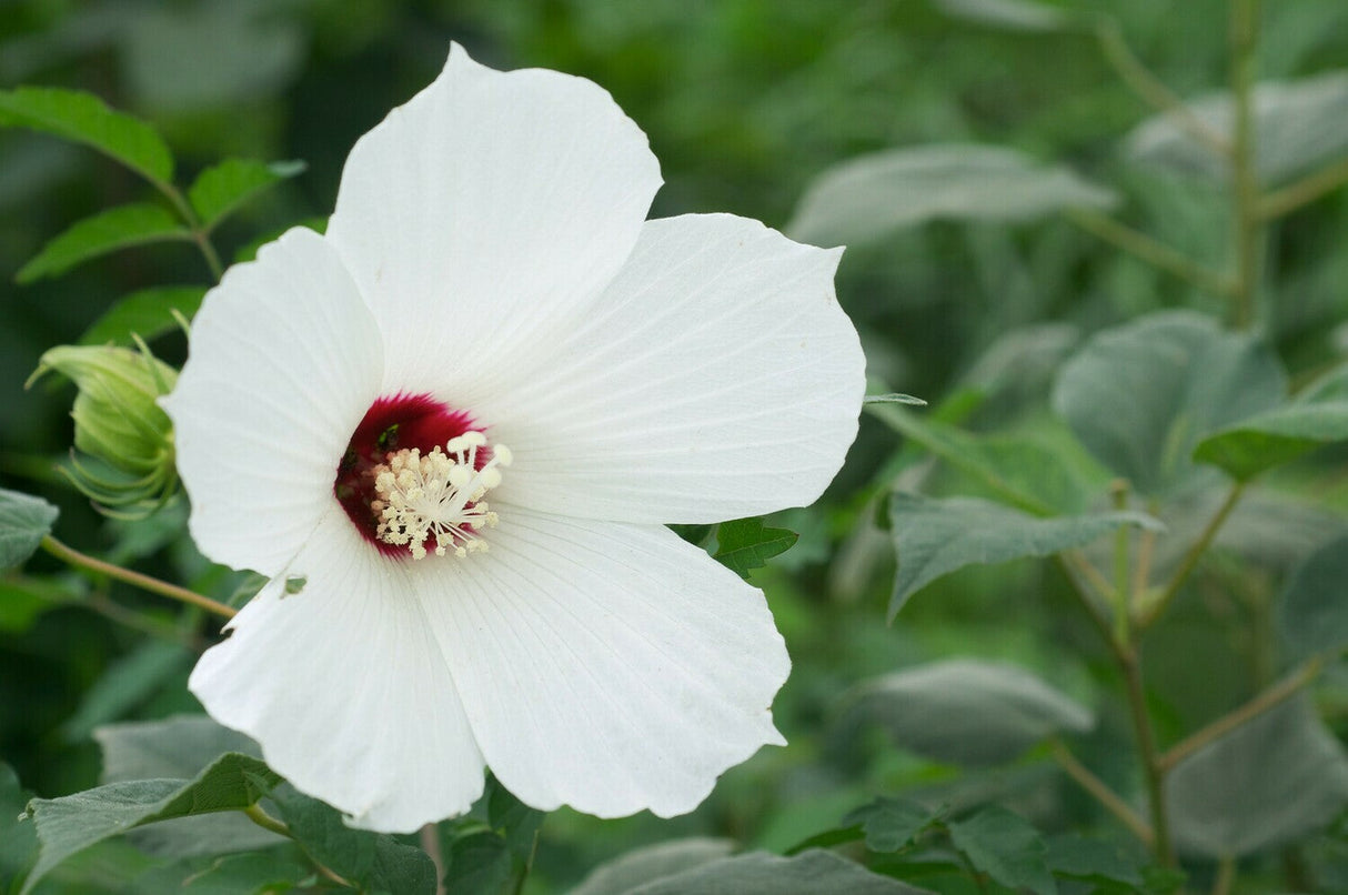 Wooly Rose Mallow Tree For Sale