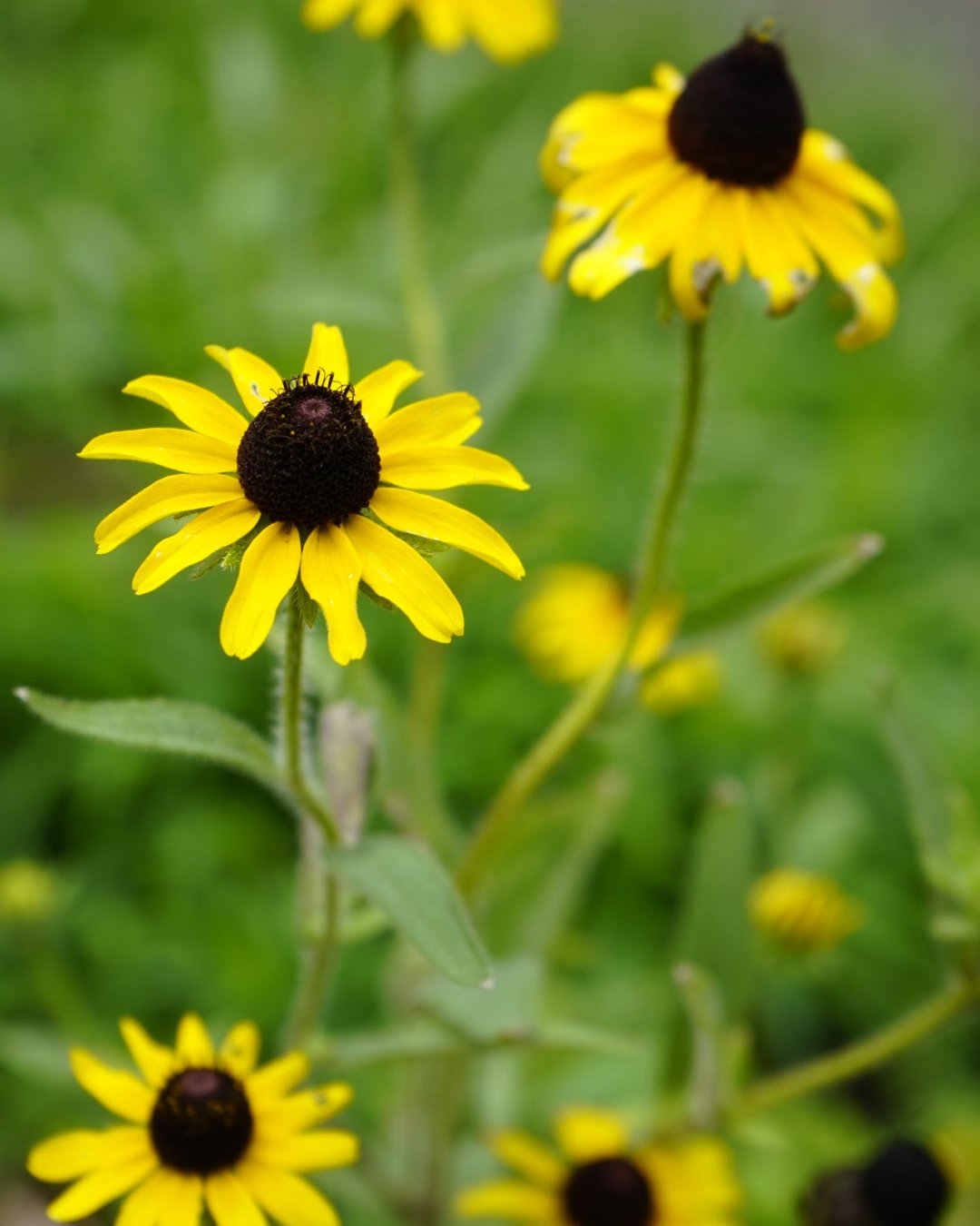 Rudbeckia hirta black-eyed Susan flower plant for sale