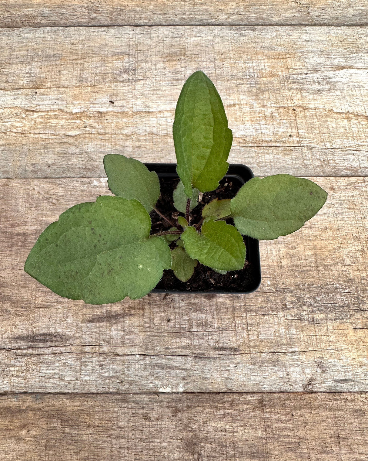 Rudbeckia triloba brown eyed Susan potted plant for sale