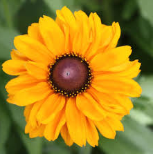 Rudbeckia, Goldilocks