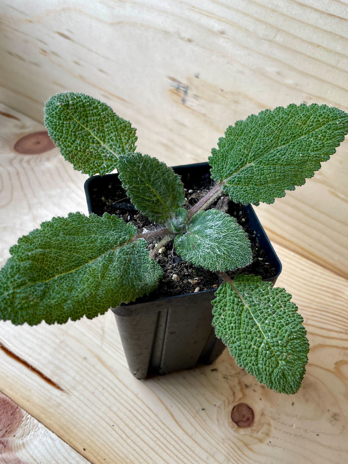 Sage, Clary Organically Grown Native Plants for Sale