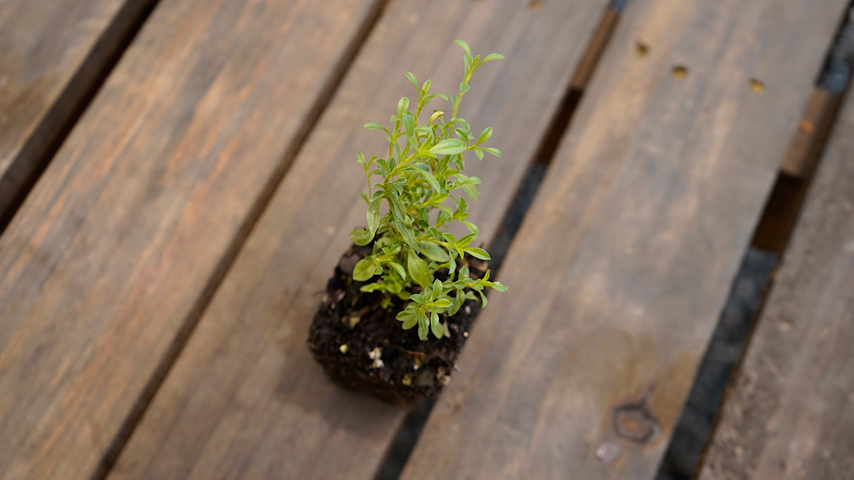 Satureja montana winter savory potted plant for sale