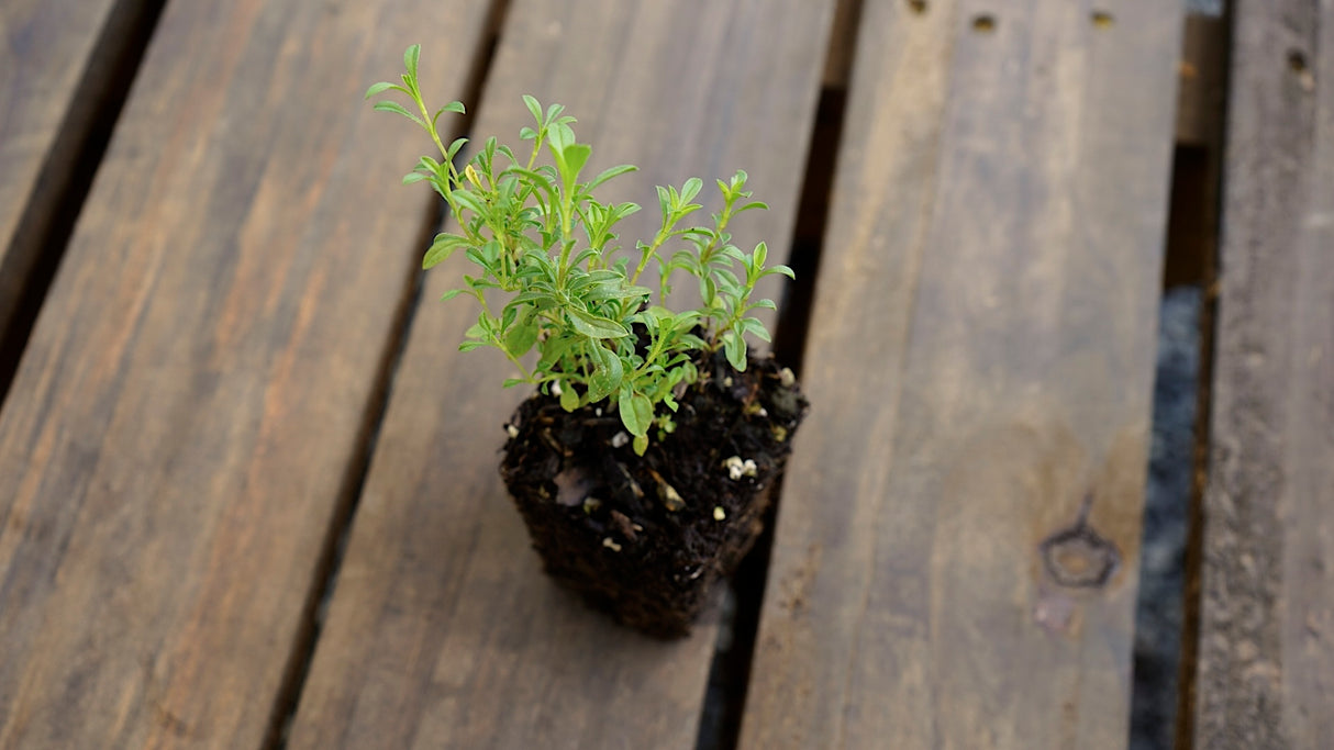 Satureja montana winter savory potted plant for sale