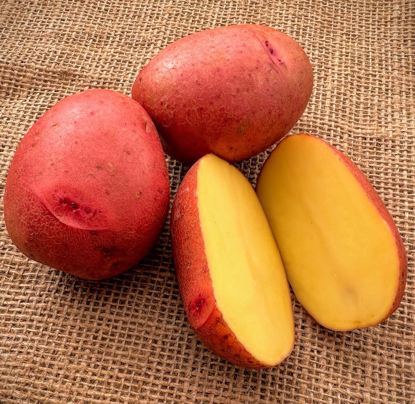Carla Rosa Seed Potatoes For Sale