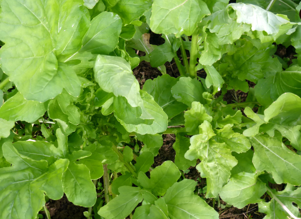 Seeds, Arugula (Roquette)