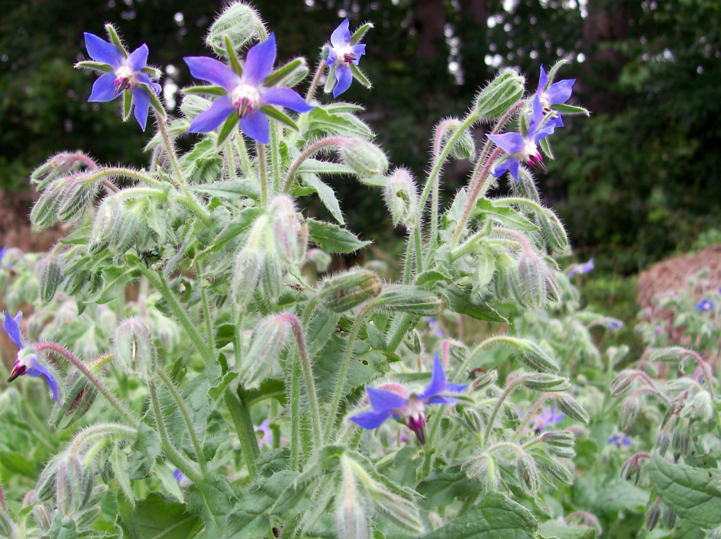Seeds, Borage