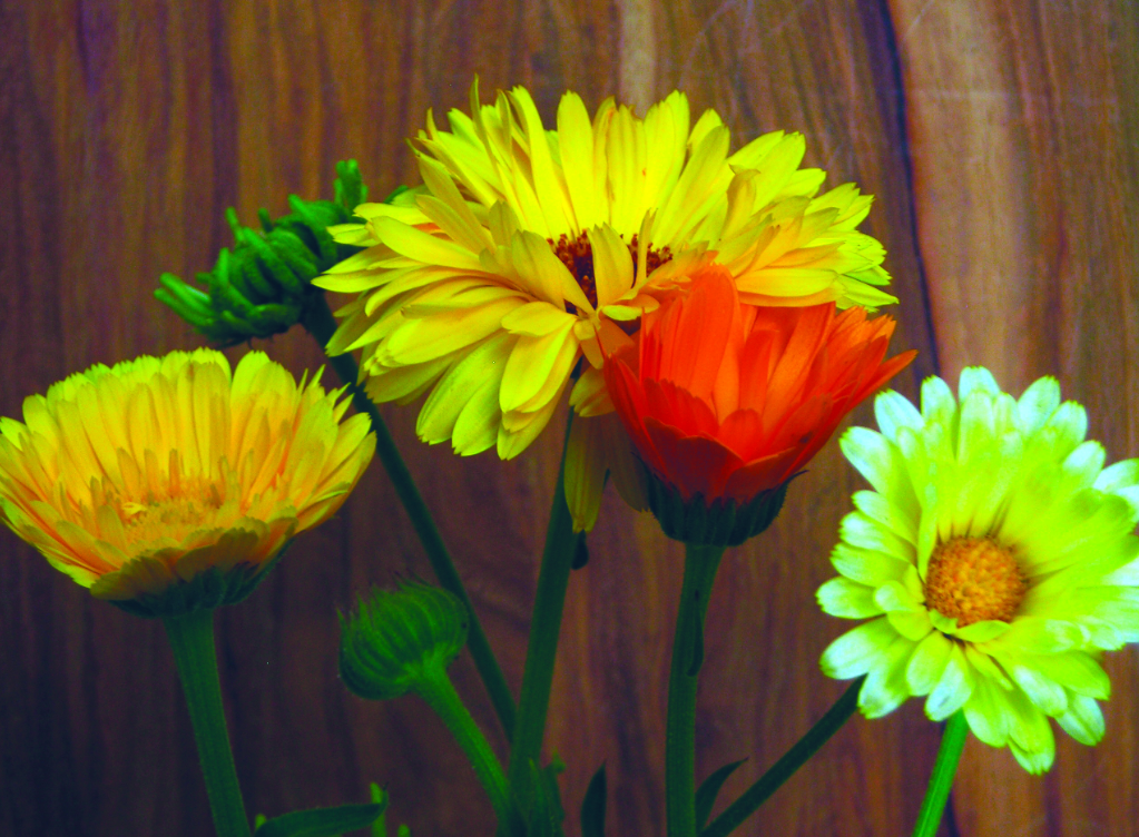 Seeds, Calendula Pacific Beauty