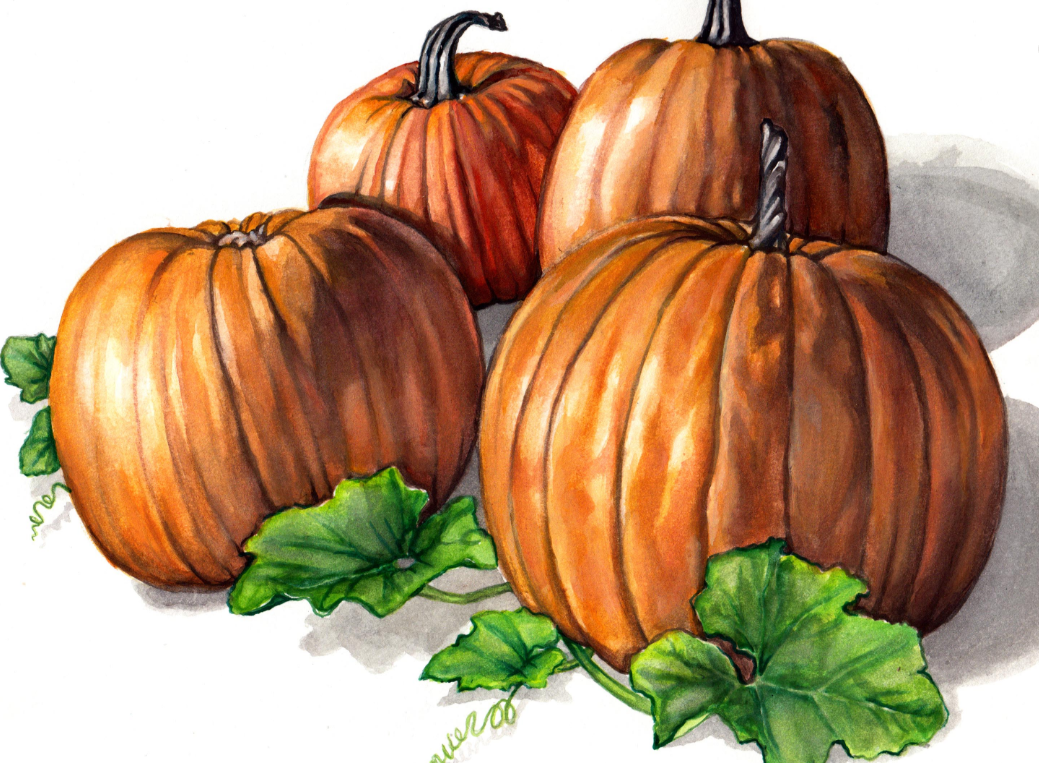Seeds, Connecticut Field Pumpkin