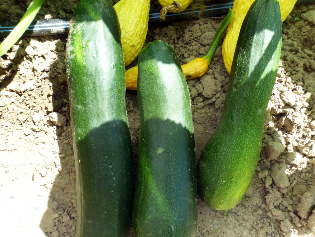 Seeds, Dark Green Zucchini