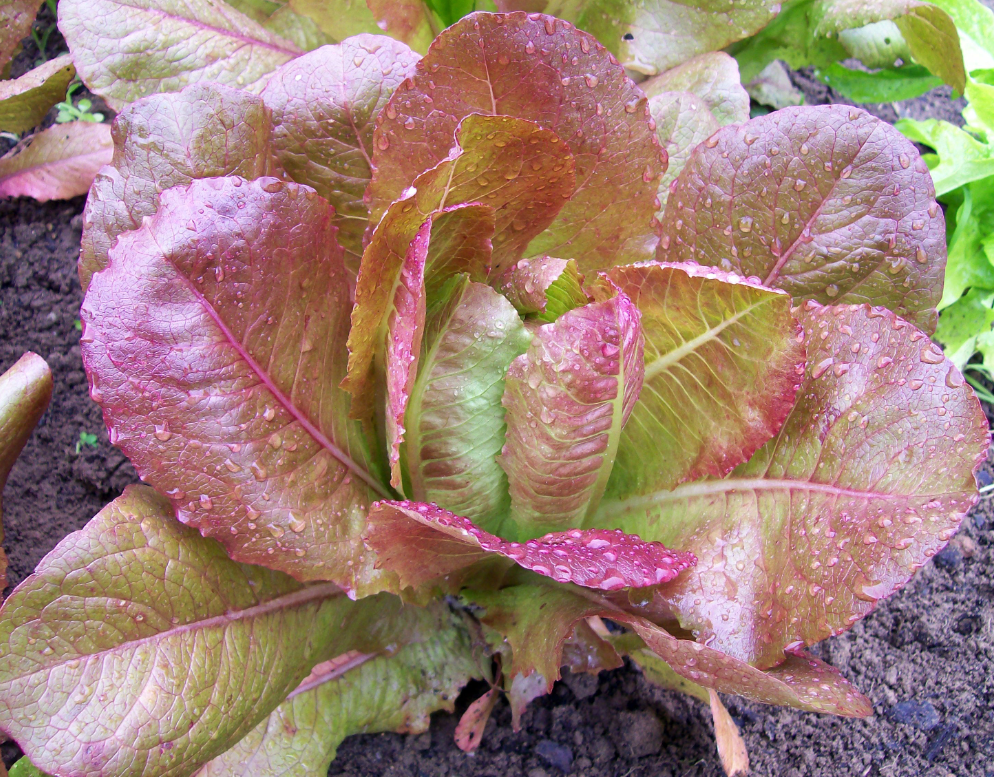 Seeds, Lettuce Rouge d'Hiver