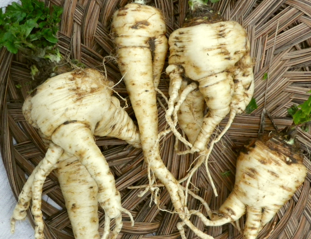 Seeds, Parsnip Turga