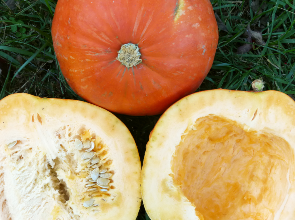 Seeds, Pumpkin Big Max
