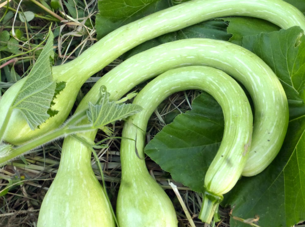 Seeds, Tromboncino Summer Squash