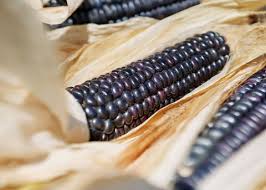 Seeds, Corn, Hopi Blue Flour Corn