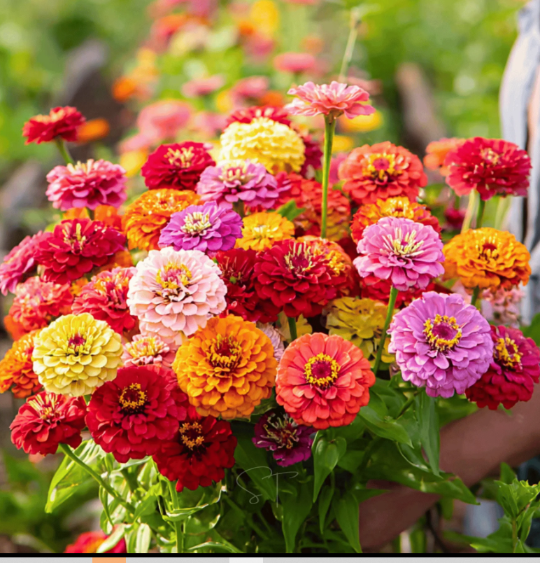 Seeds, Zinnia, Pumila Mix