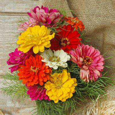 Seeds Zinnia State Fair Mix
