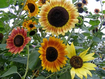 Seeds, Sunflower Evening Sun