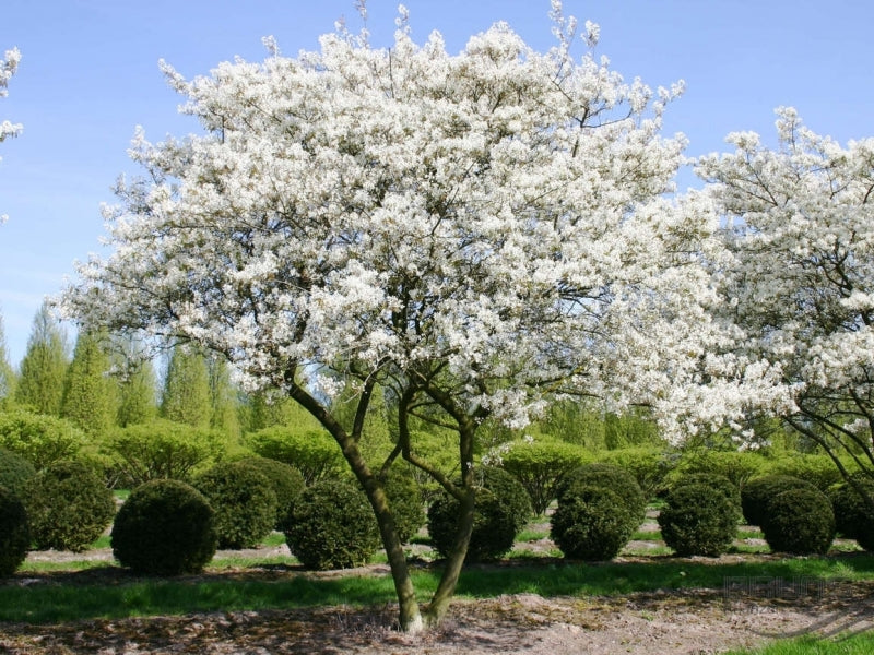 Downy Serviceberry Bare Root Native Fruit Tree For Sale