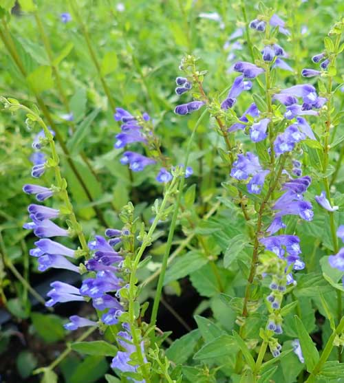 Skullcap, Barbat