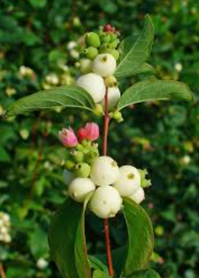 Snowberry Bare Root Native Shrub For Sale