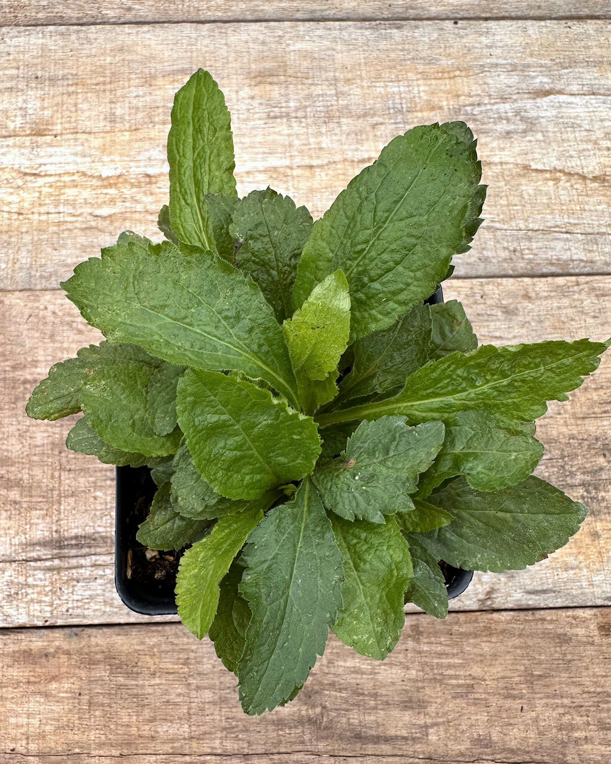 Solidago rugosa wrinkle leaf goldenrod potted plant for sale