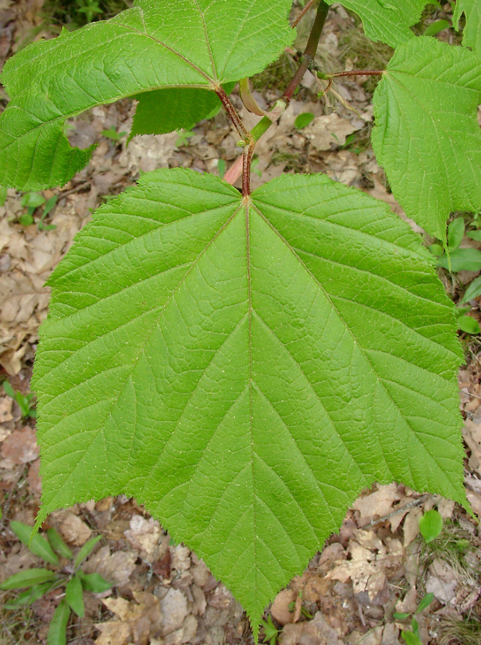 Striped Maple Native Tree For Sale
