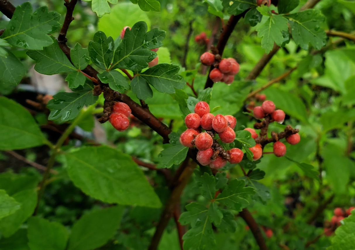 Aromatic Sumac Native Shrub Tree For Sale