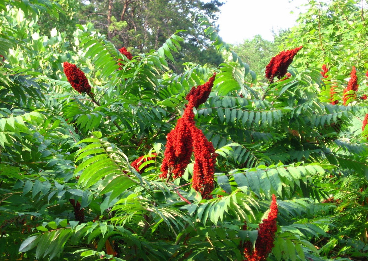 Smooth Sumac Bare Root Native Shrub For Sale