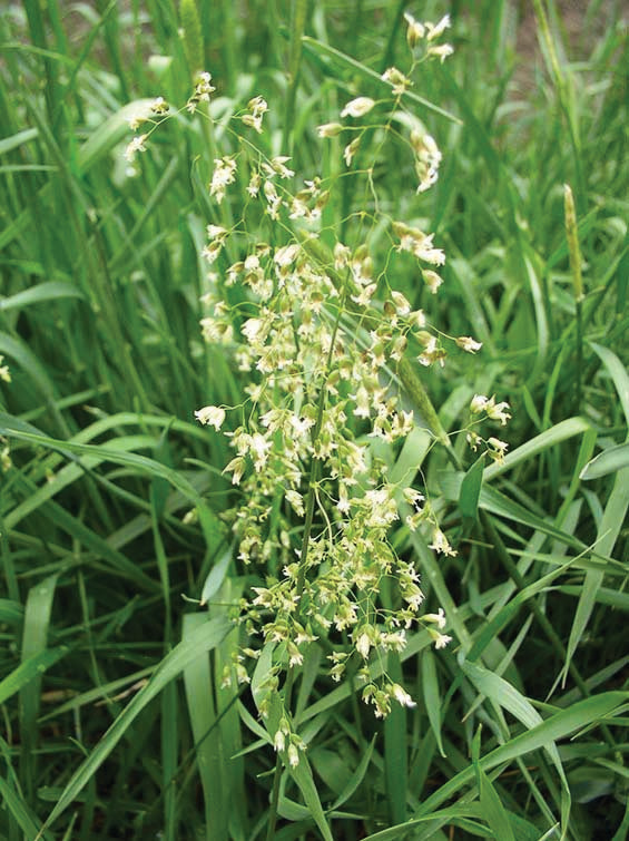 Sweet Grass